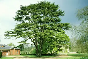 Cedars: Cedar of Lebanon