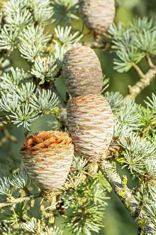 Needles: Cedar of Lebanon, Cedrus libani ssp. atlantica Glauca