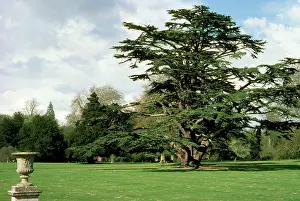 Cedars: Cedar of Lebanon - a mature cedar of Lebanon showing