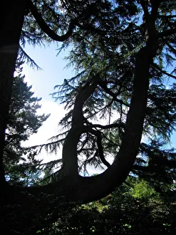 Cedars: Cedar Tree
