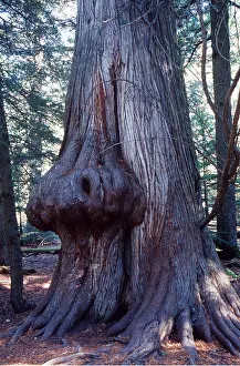 Anthropomorphic: CEDAR - trunk of Western Red with burl