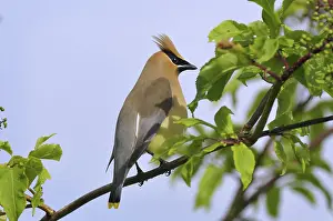 Cedrorum: Cedar Waxwing