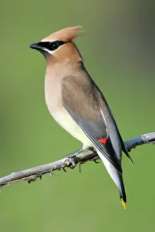 Waxwings: Cedar Waxwing