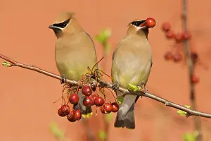 Waxwings: Cedar Waxwing