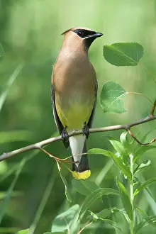 Sleek: Cedar Waxwing