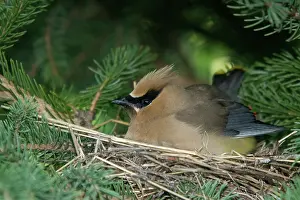 Cedar: Cedar Waxwing