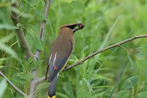 Sleek: Cedar Waxwing