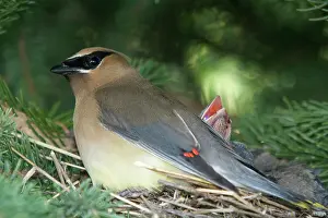 Cedar: Cedar Waxwing