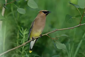 Cedar: Cedar Waxwing