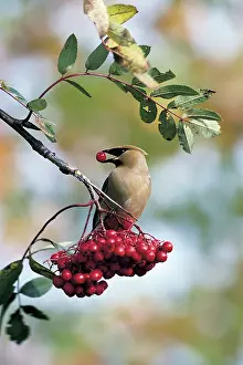 Cedar: Cedar Waxwing
