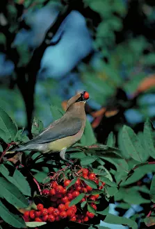 Crests: Cedar Waxwing