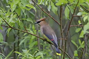 Pointed: Cedar Waxwing