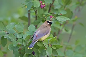 Waxwings: Cedar Waxwing adult