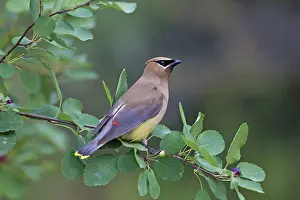 Waxwings: Cedar Waxwing adult