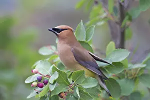 Waxwings: Cedar Waxwing adult