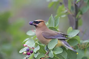 Waxwings: Cedar Waxwing adult eating a berry