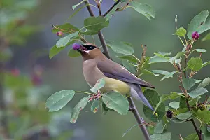 Waxwings: Cedar Waxwing adult eating a berry