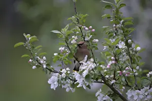 Cedrorum: Cedar Waxwing in apple tree