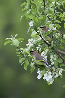 Cedrorum: Cedar Waxwing in apple tree