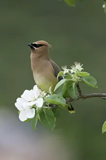 Cedrorum: Cedar Waxwing in Apple Tree
