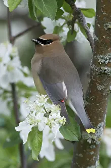 Cedar: Cedar Waxwing in apple tree