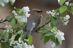 Cedar: Cedar Waxwing in Apple Tree