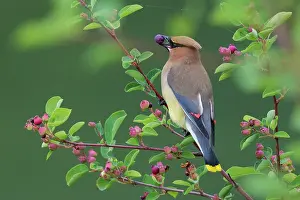 Berry: Cedar waxwing with berry