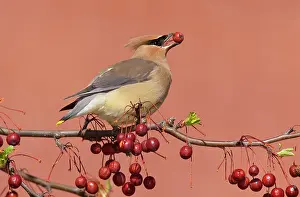 Waxwings: Cedar Waxwing - with berry in mouth
