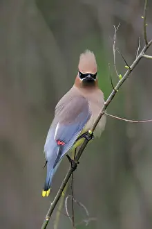 Cedar: Cedar Waxwing, Bombycilla cedrorum. Connecticut