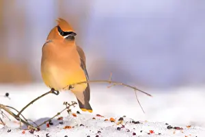 Cedar: Cedar Waxwing (Bombycilla cedrorum) perched on low