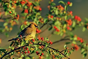 Cedrorum: Cedar Waxwing - in Crabapple tree