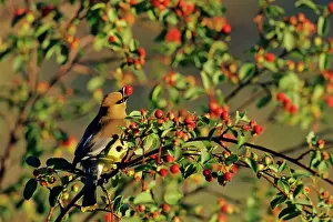 Cedrorum: Cedar Waxwing - in crabapple tree