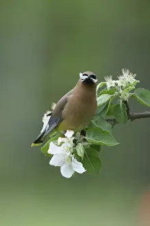 Cedrorum: Cedar Waxwing eating apple blossoms