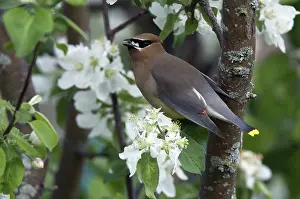 Cedrorum: Cedar Waxwing eating apple blossoms