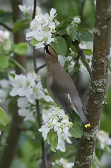 Cedar: Cedar Waxwing eating apple petals