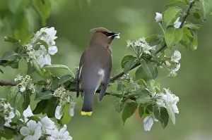 Cedar: Cedar Waxwing eating apple petals