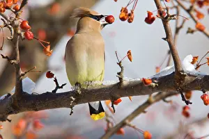 Waxwings: Cedar Waxwing - eating crab apples