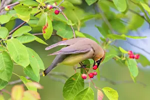 Daybreak Imagery: Cedar waxwing eating serviceberry, Marion County, Illinois