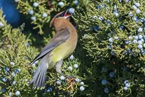 Berry: Cedar waxwing feasting on juniper berries in the