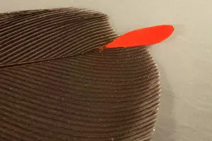 Cedar: Cedar Waxwing Feather