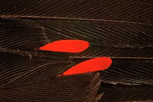 Cedar: Cedar Waxwing Feather