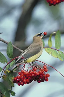 Cedar: Cedar waxwing feeding on mountain ash berries
