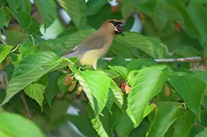 Mulberries: Cedar Waxwing - Feeding in mulberry tree, May