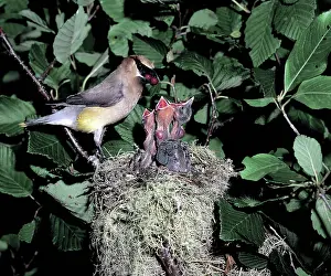 Cedar: Cedar Waxwing feeding young