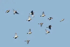 Waxwings: Cedar Waxwing - flock in fall migration