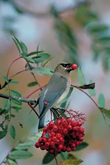 Holds: Cedar Waxwing holds ash berry