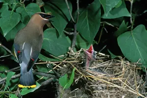 Carolinensis: Cedar Waxwing at Nest