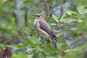 Waxwings: Cedar Waxwing young