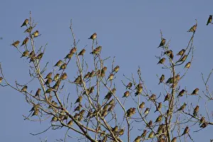 Waxwings: Cedar Waxwings