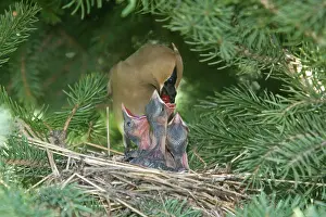 Cedar: Cedar Waxwings